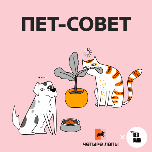 Можно ли приводить домой сову podcast